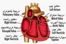 دانلود تحقیق قلب دستگاه مركزي بدن 